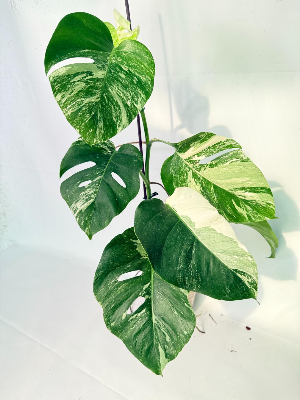 Monstera Albo Variegata XL 01