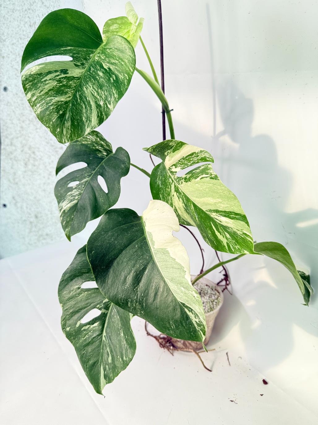Monstera Albo Variegata XL 02
