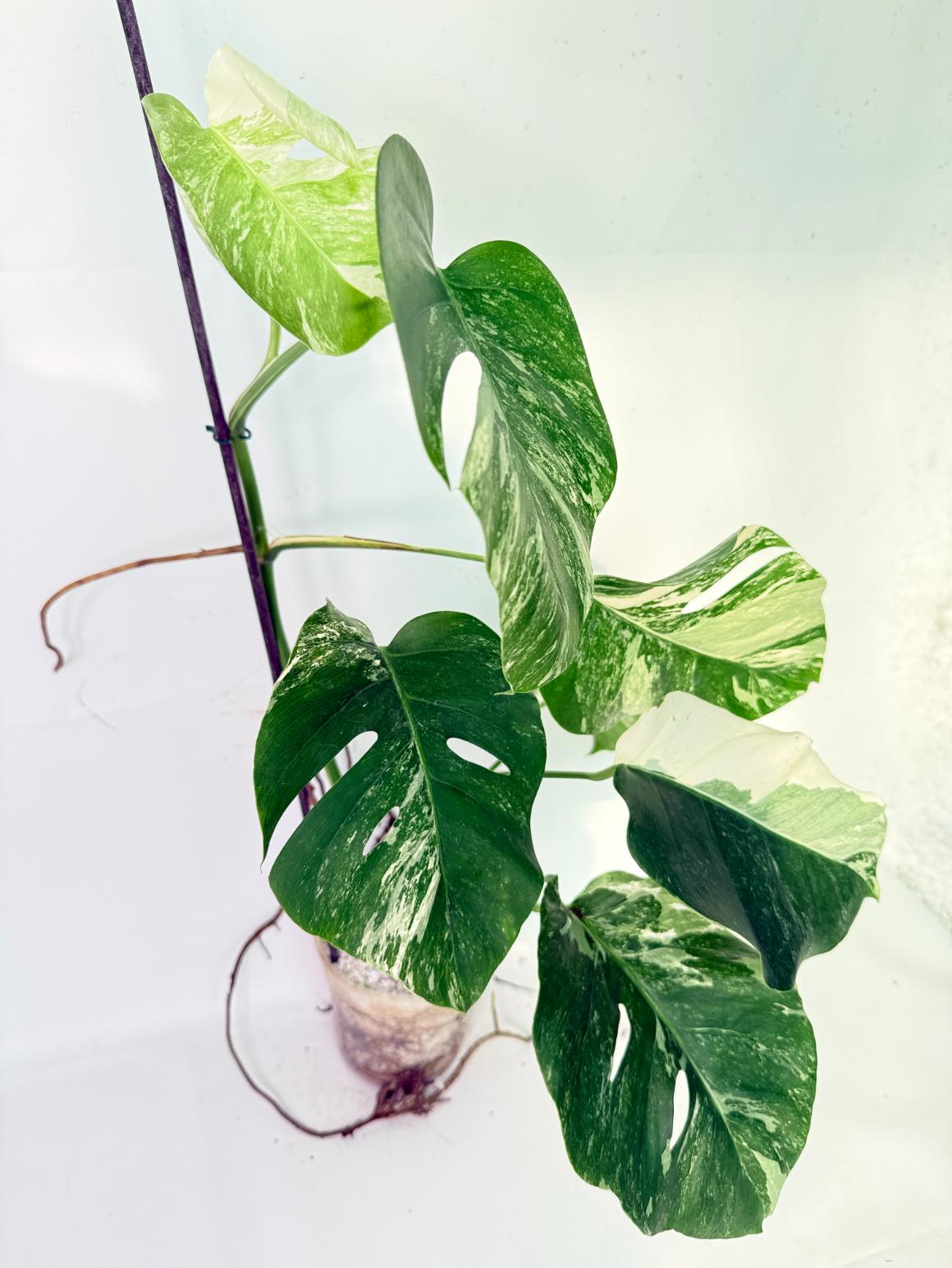 Monstera Albo Variegata XL 03
