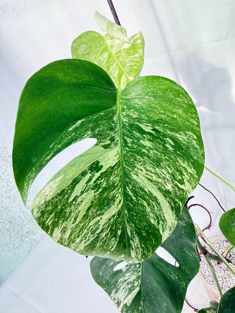 Monstera Albo Variegata XL 04