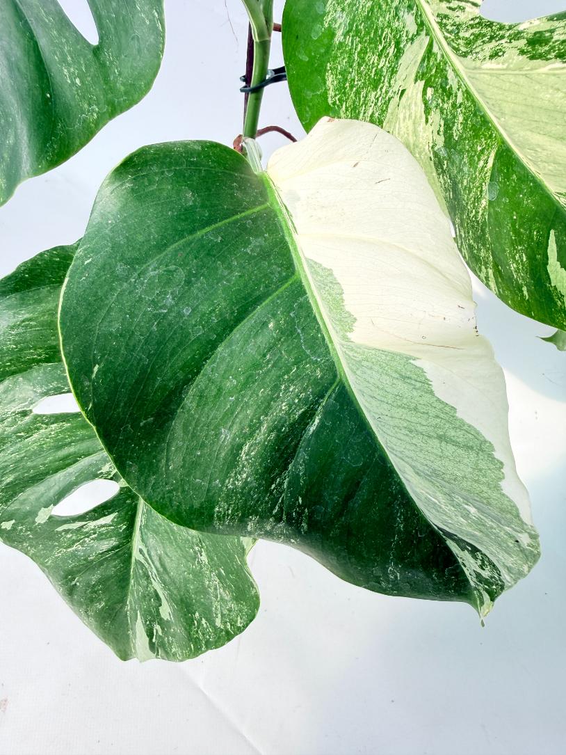 Monstera Albo Variegata XL 05