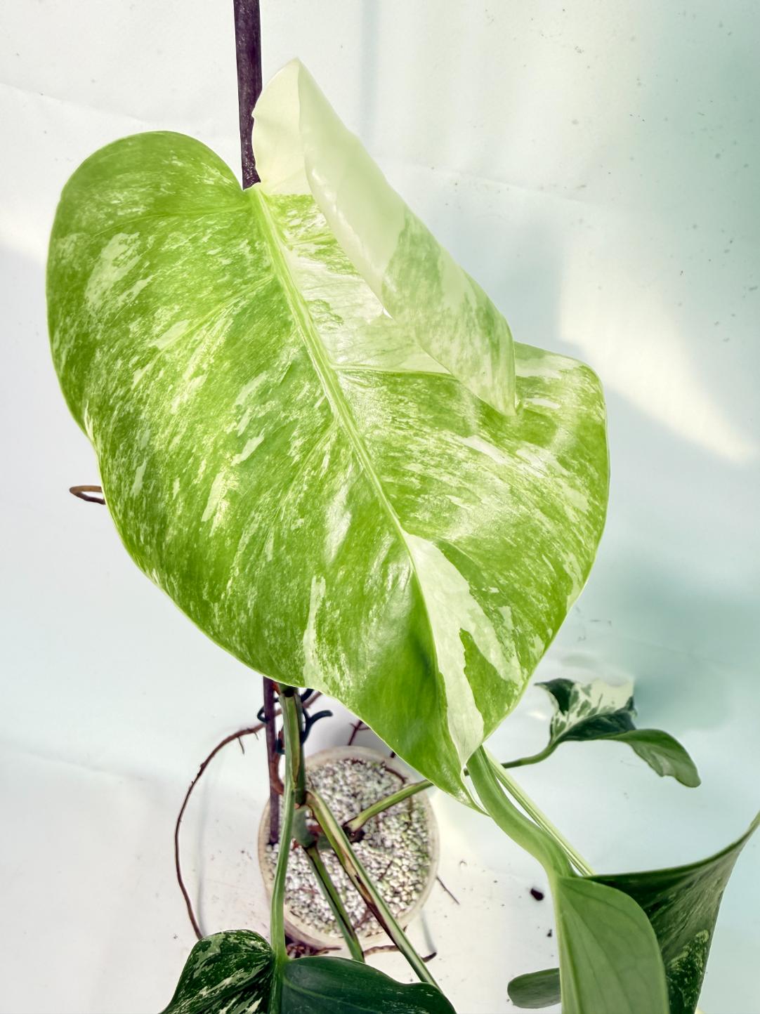 Monstera Albo Variegata XL 06