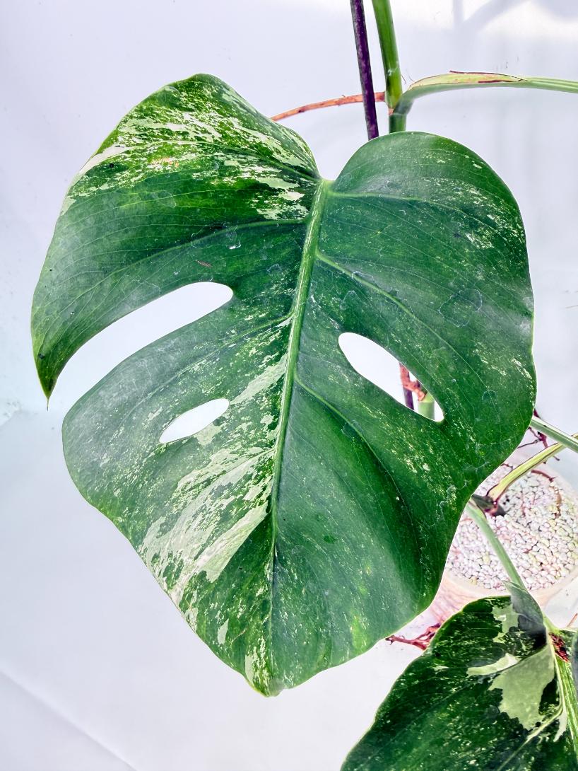 Monstera Albo Variegata XL 7