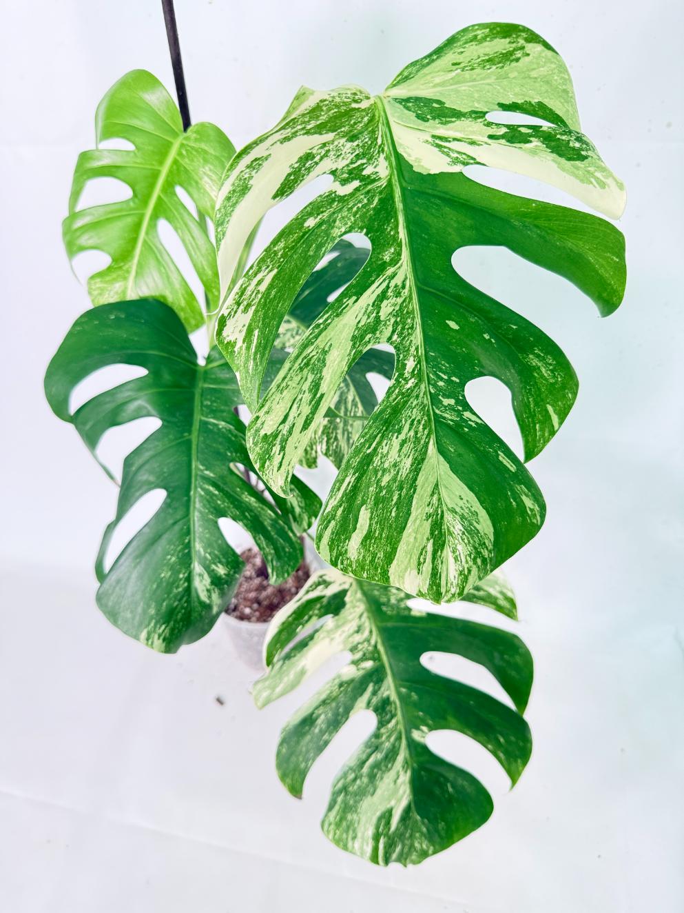 Monstera Albo Variegata XL 08