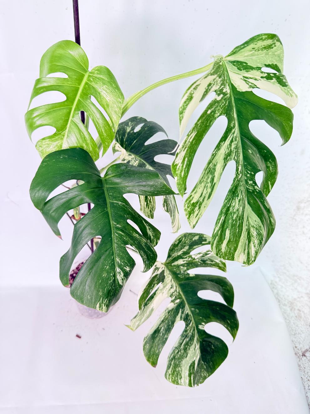 Monstera Albo Variegata XL 09