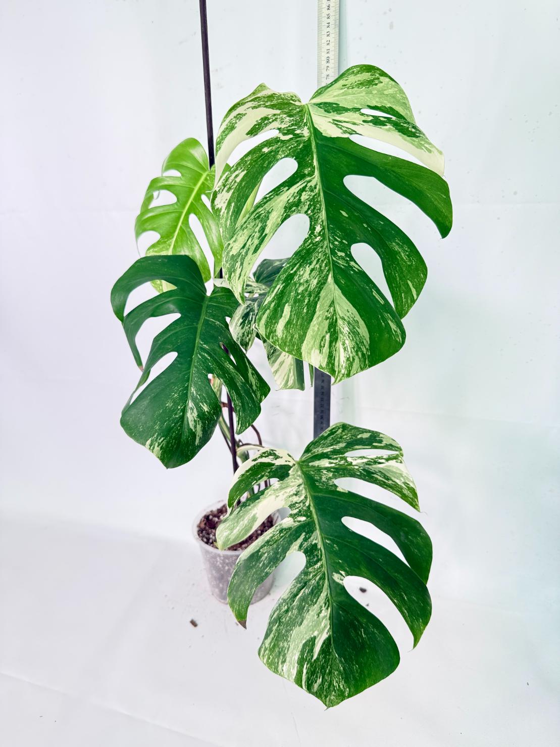 Monstera Albo Variegata XL 10