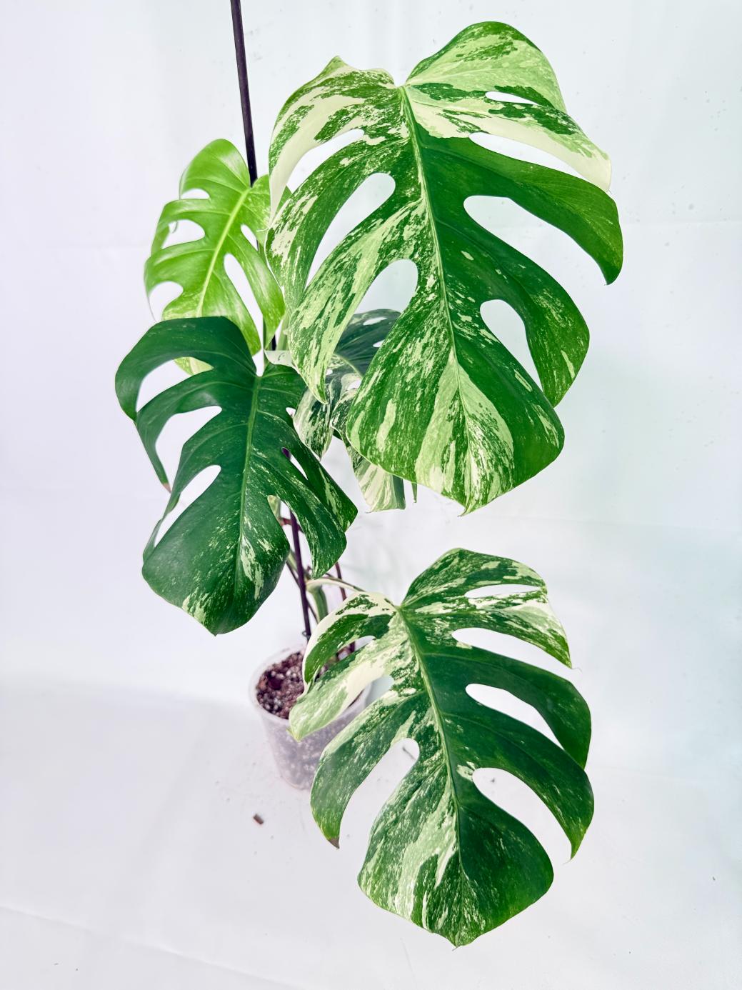 Monstera Albo Variegata XL 01