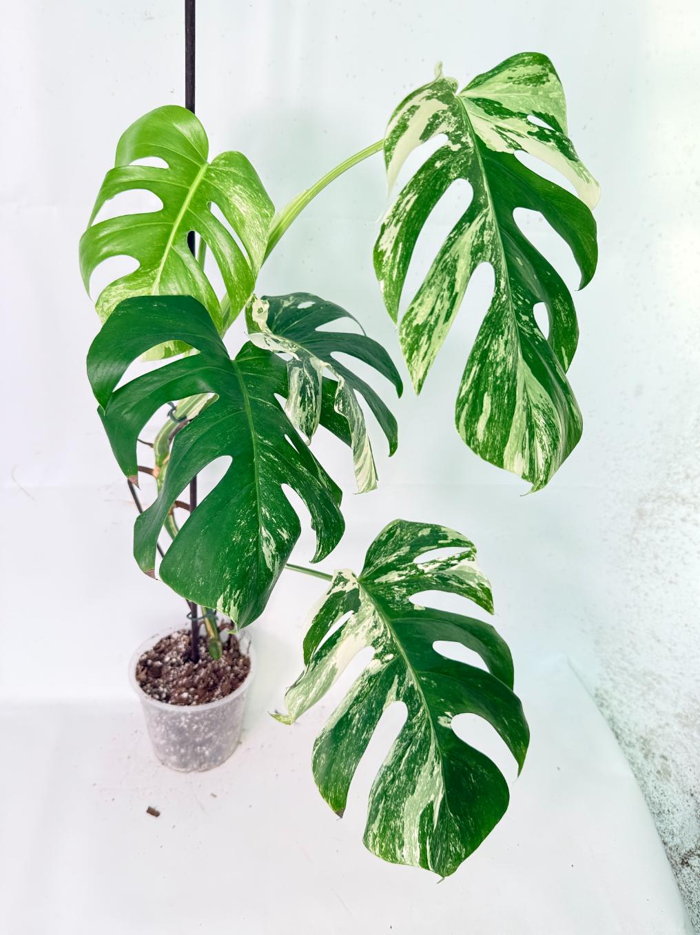 Monstera Albo Variegata XL 02