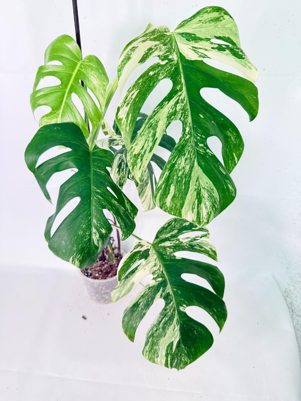 Monstera Albo Variegata XL 03