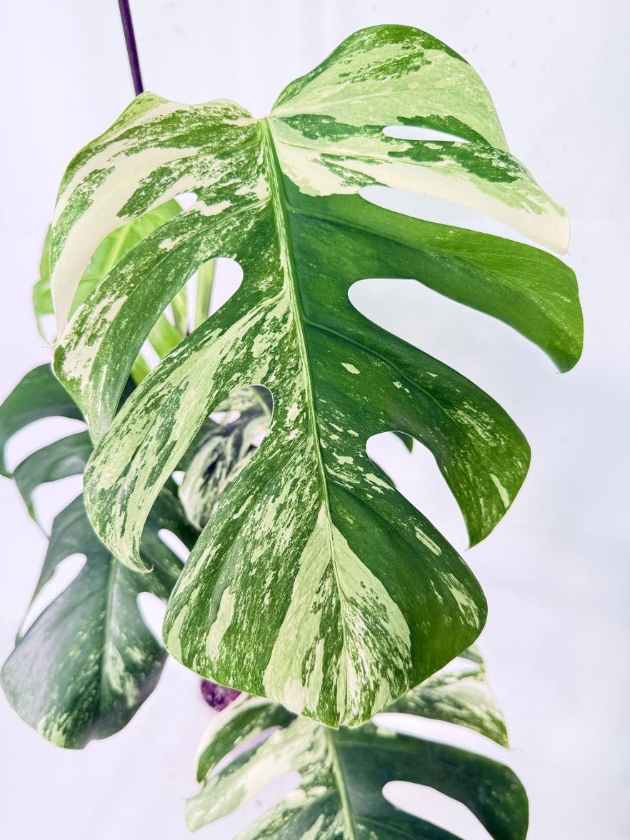 Monstera Albo Variegata XL 04