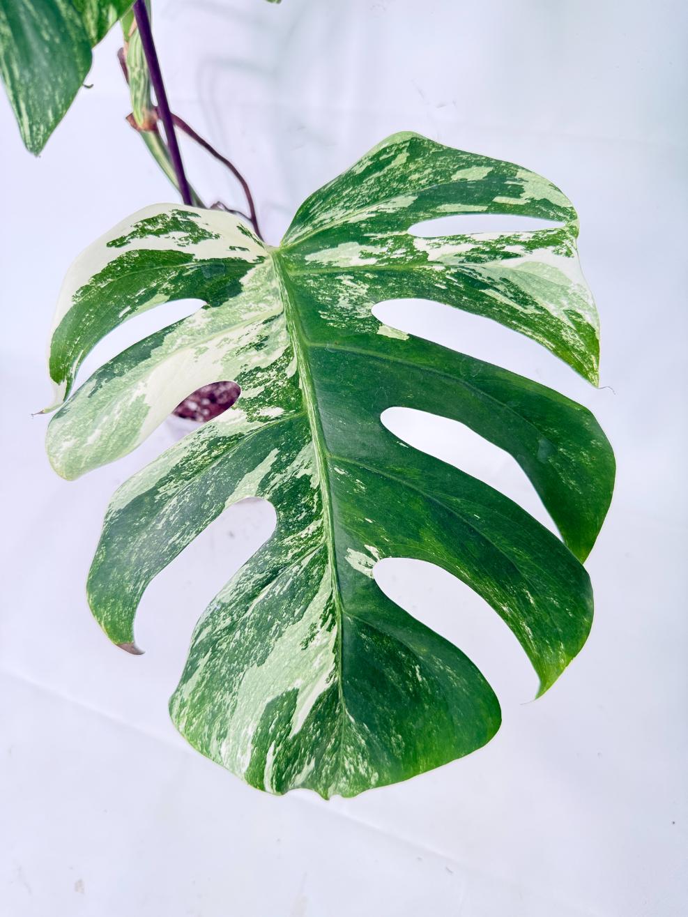 Monstera Albo Variegata XL 05
