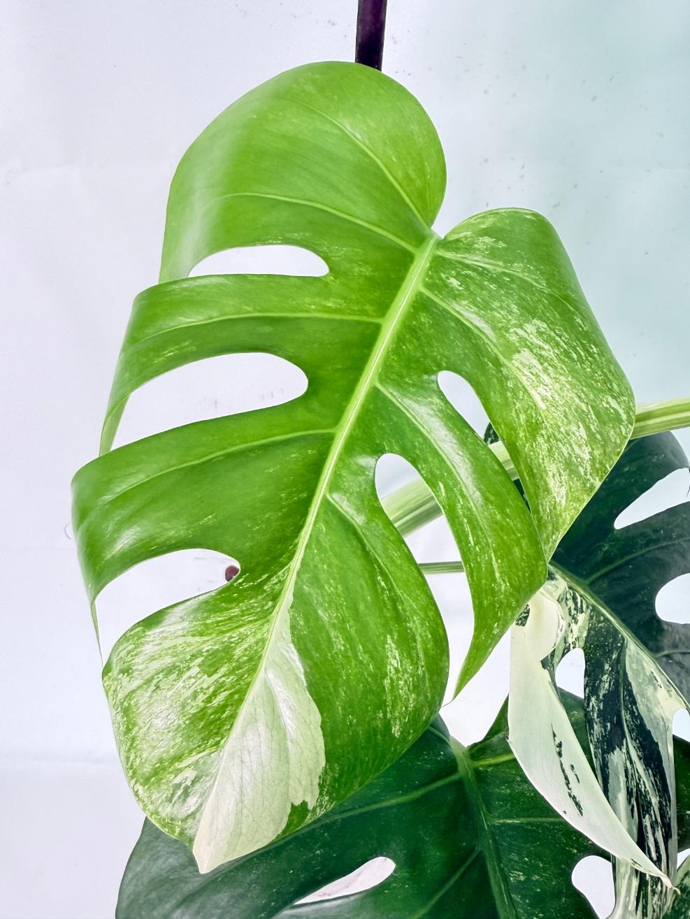 Monstera Albo Variegata XL 06