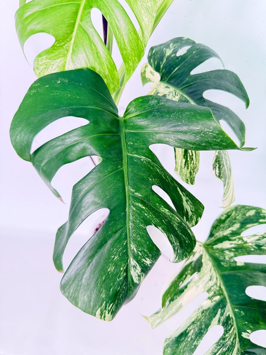 Monstera Albo Variegata XL 07