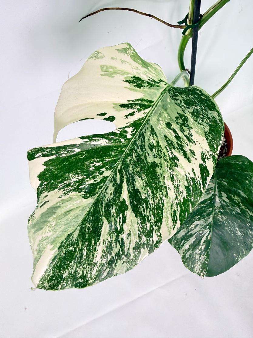 Monstera Albo Variegata XL 07