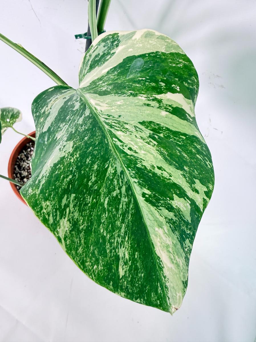 Monstera Albo Variegata XL 08