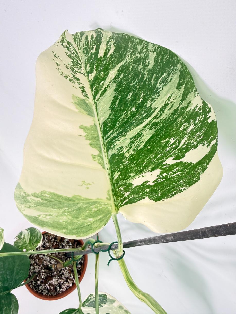 Monstera Albo Variegata XL 09