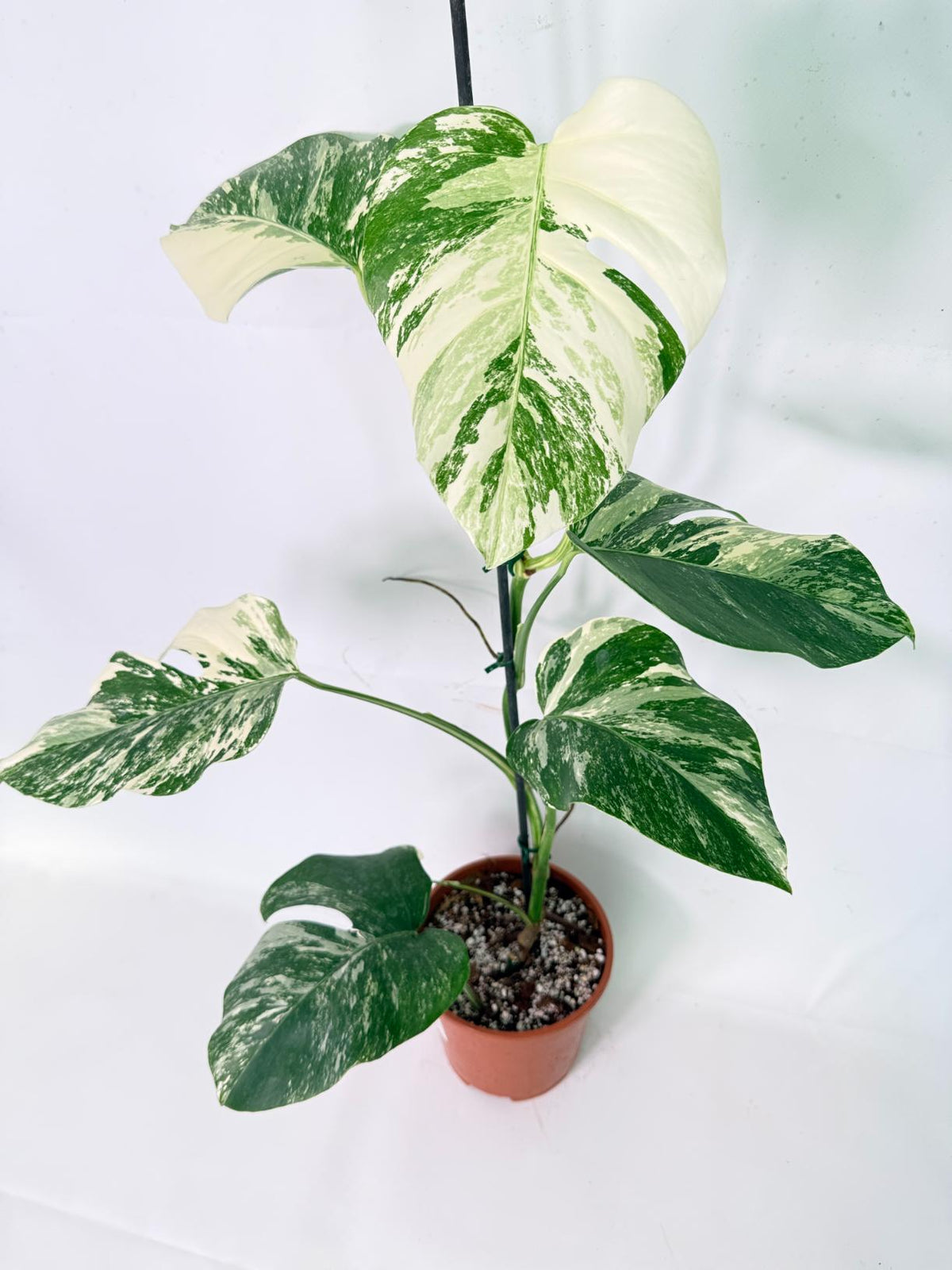 Monstera Albo Variegata XL 10