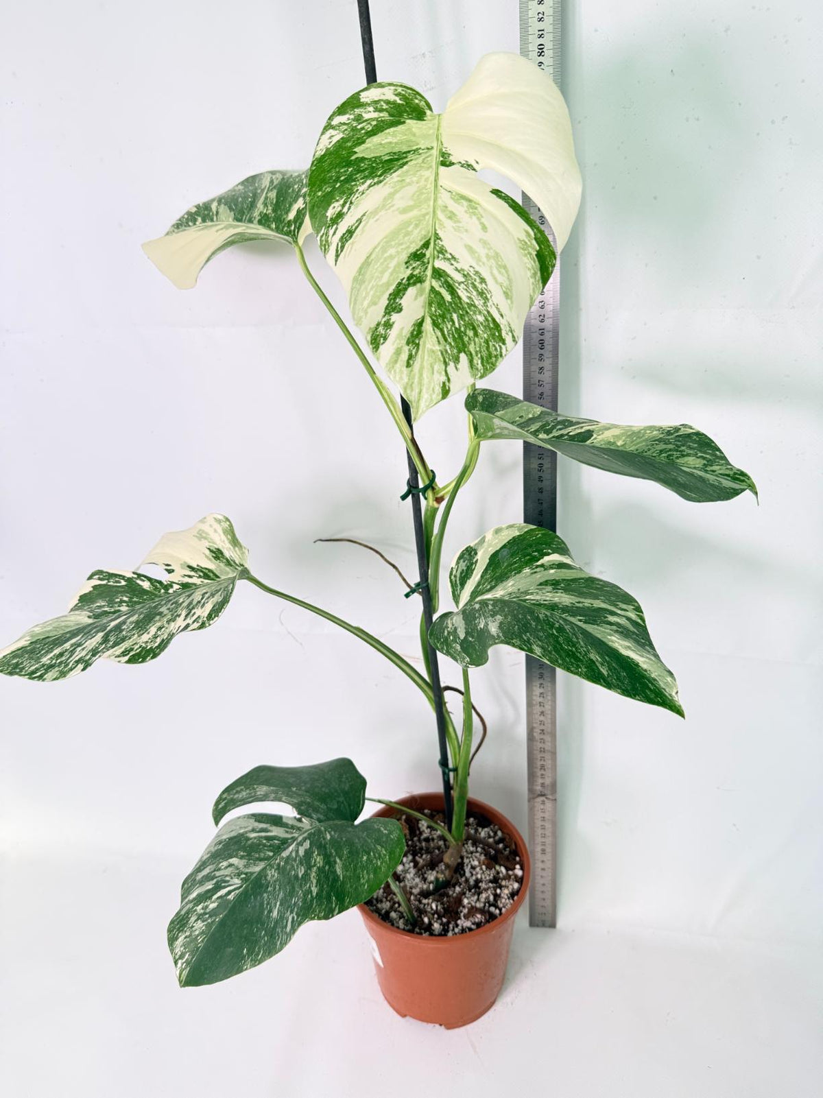 Monstera Albo Variegata XL 11