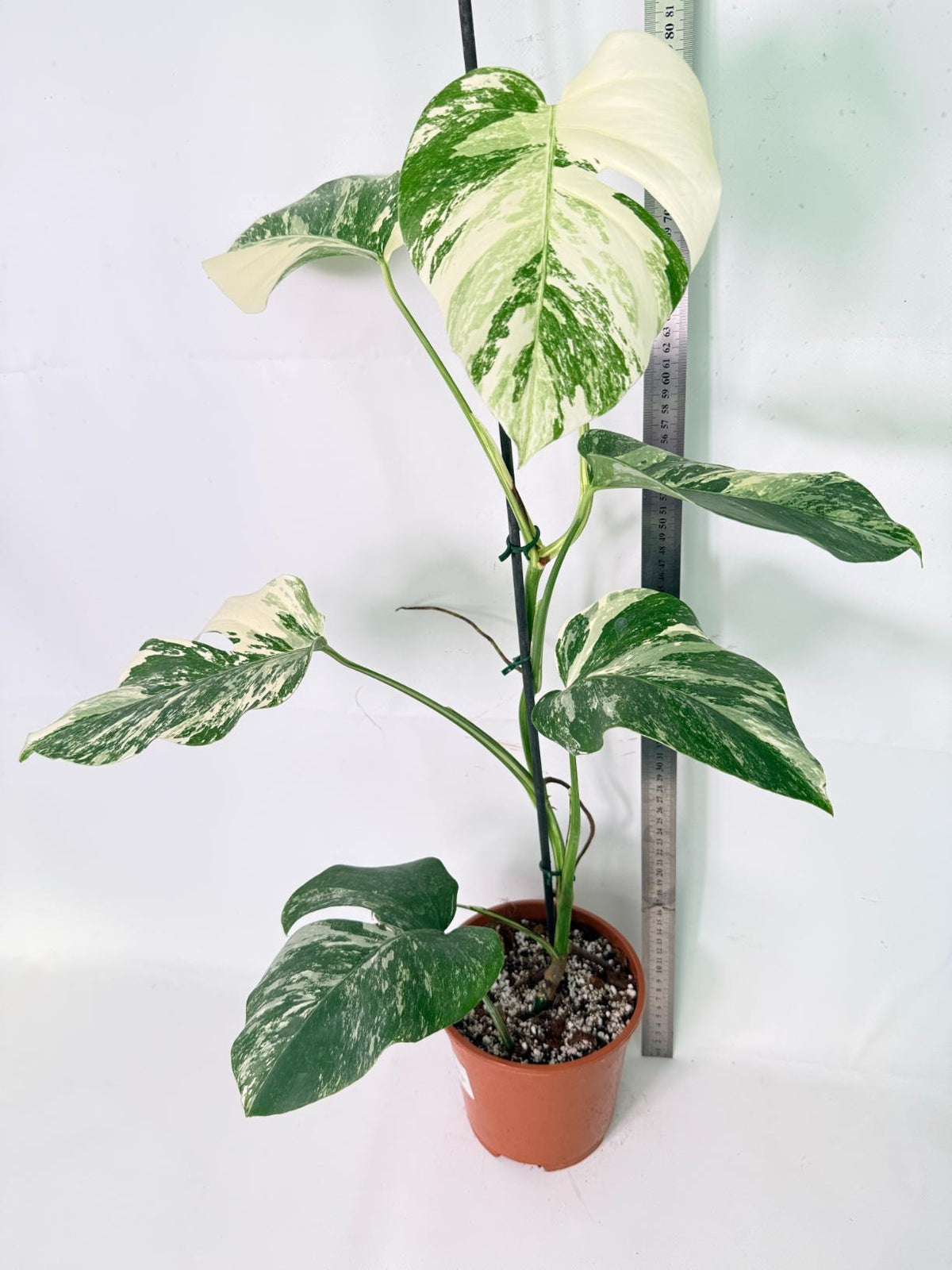 Monstera Albo Variegata XL 12