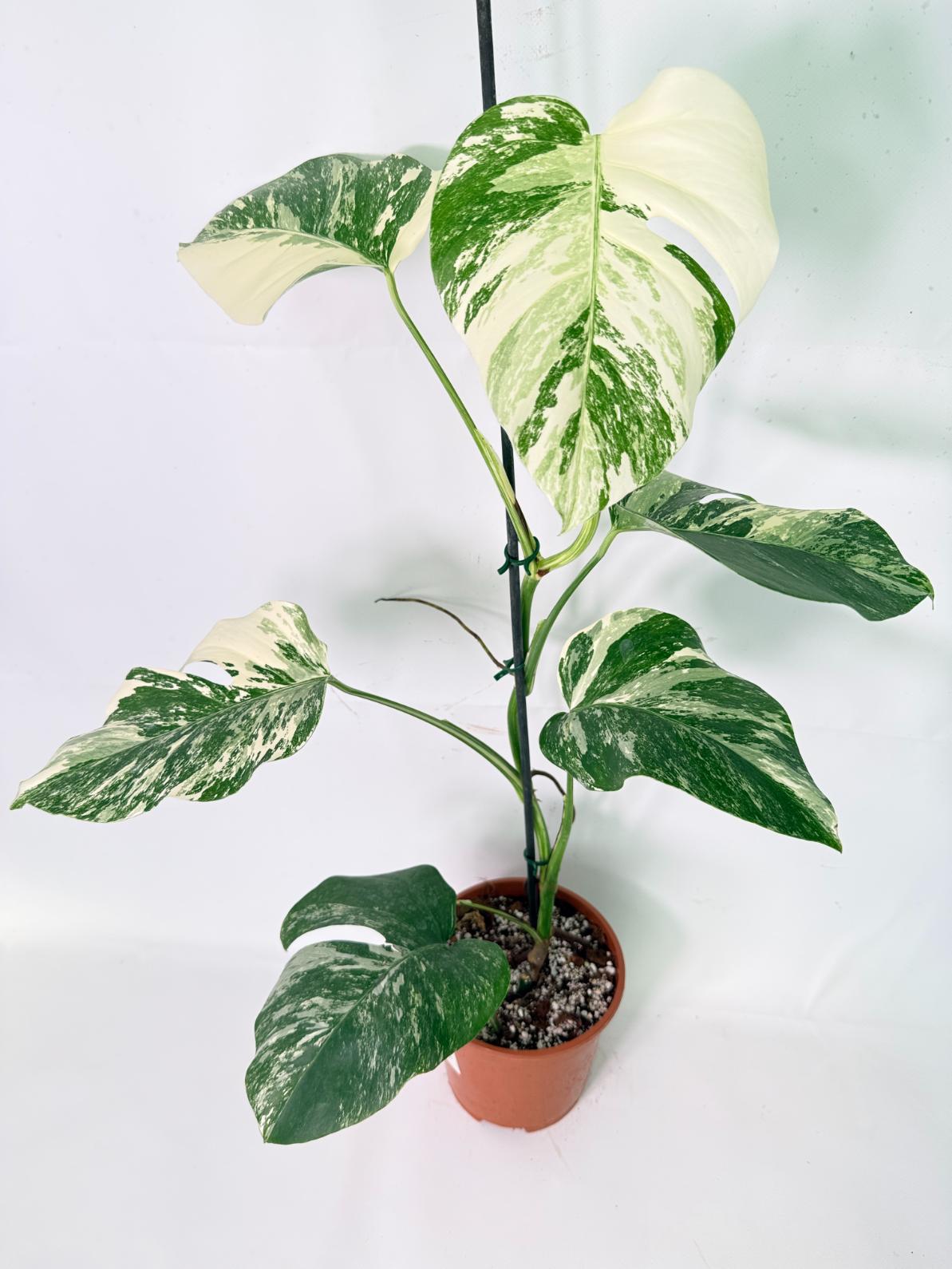 Monstera Albo Variegata XL 01