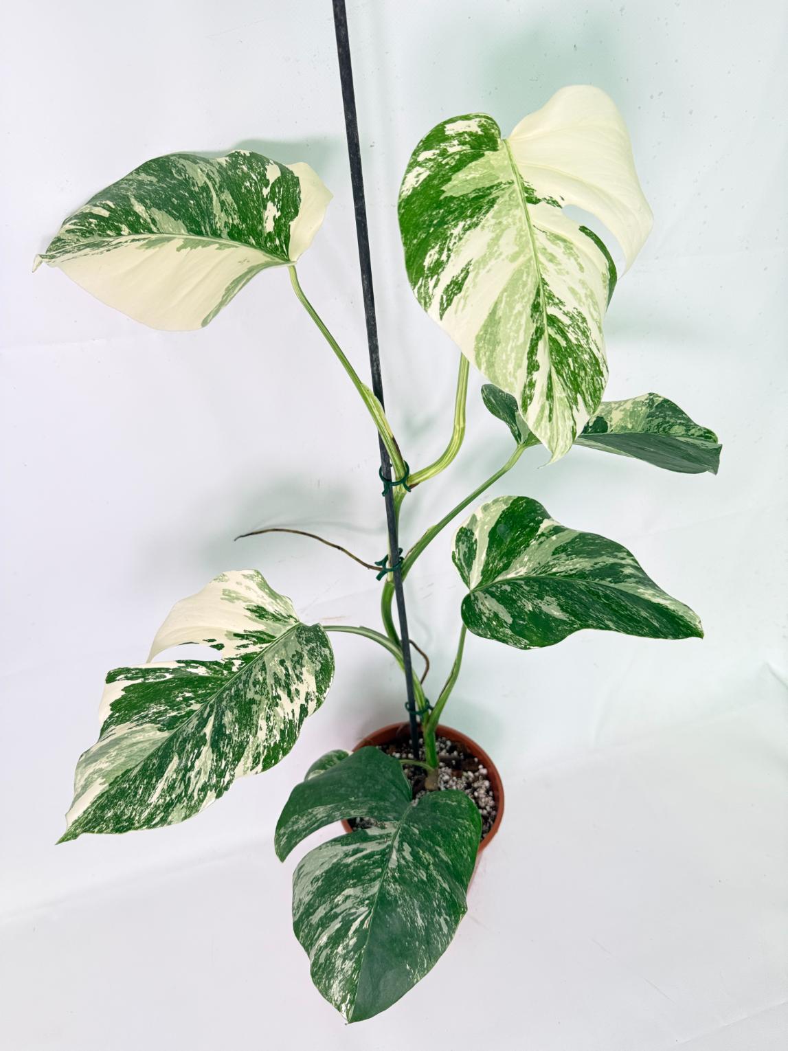 Monstera Albo Variegata XL 02