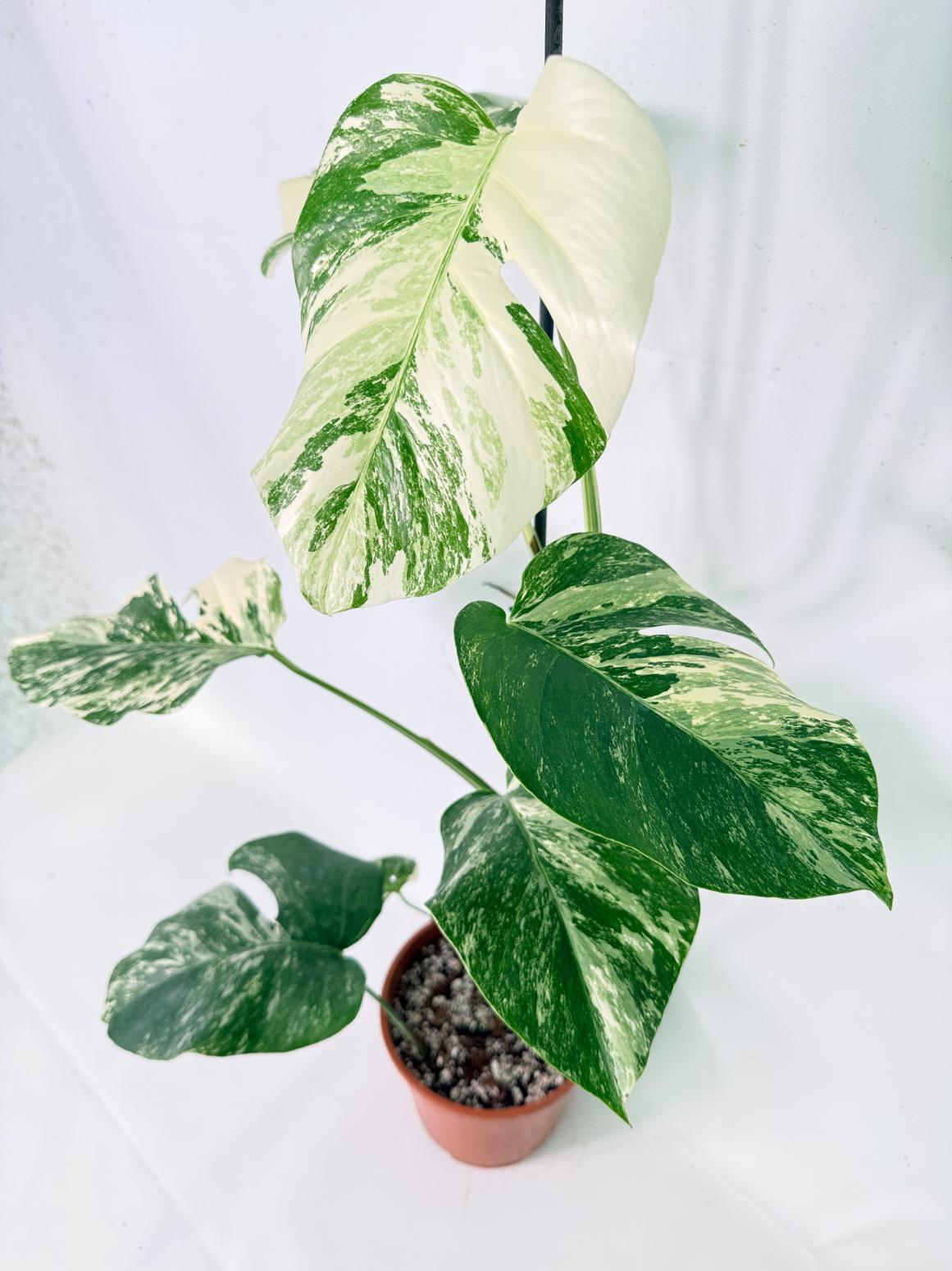 Monstera Albo Variegata XL 03