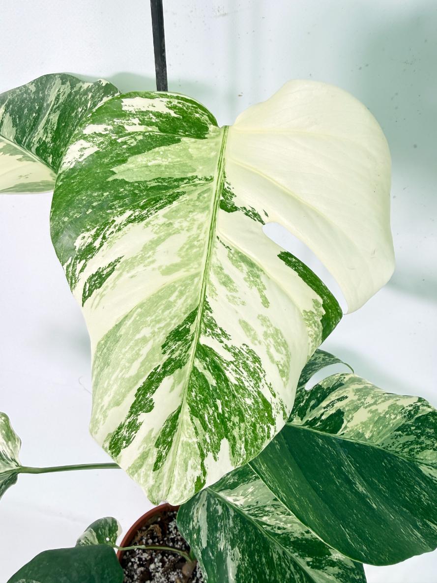 Monstera Albo Variegata XL 04