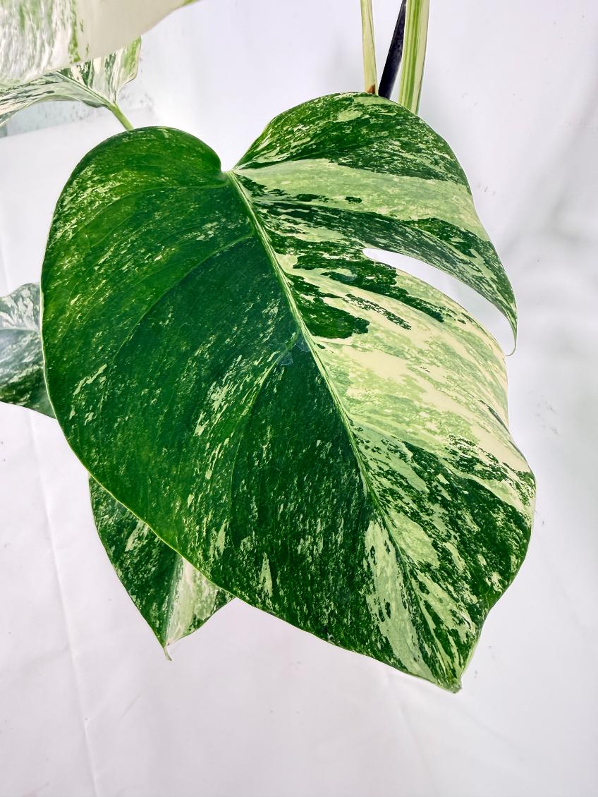 Monstera Albo Variegata XL 05