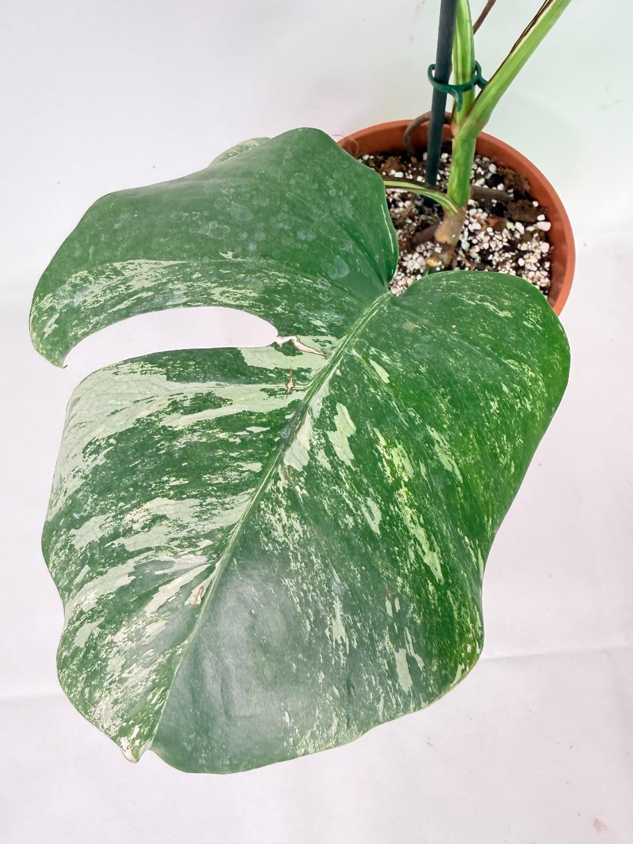 Monstera Albo Variegata XL 06
