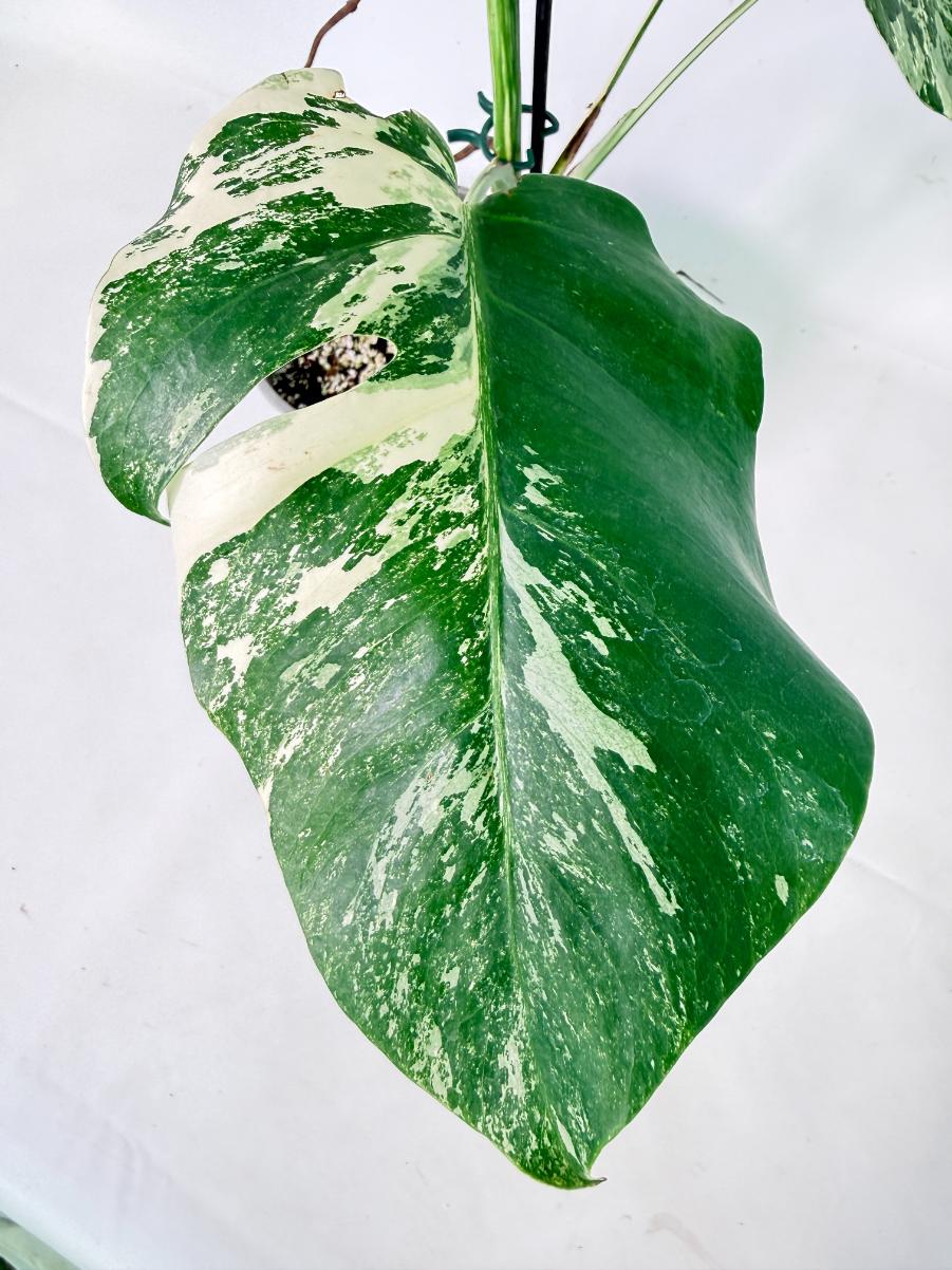 Monstera Albo Variegata XL 09
