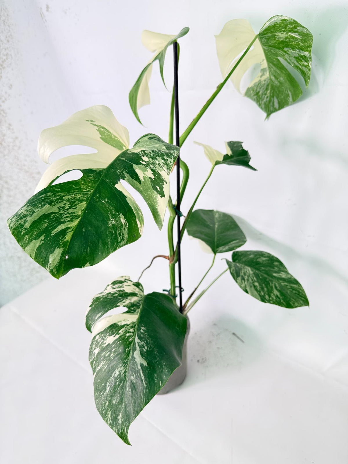 Monstera Albo Variegata XL 01