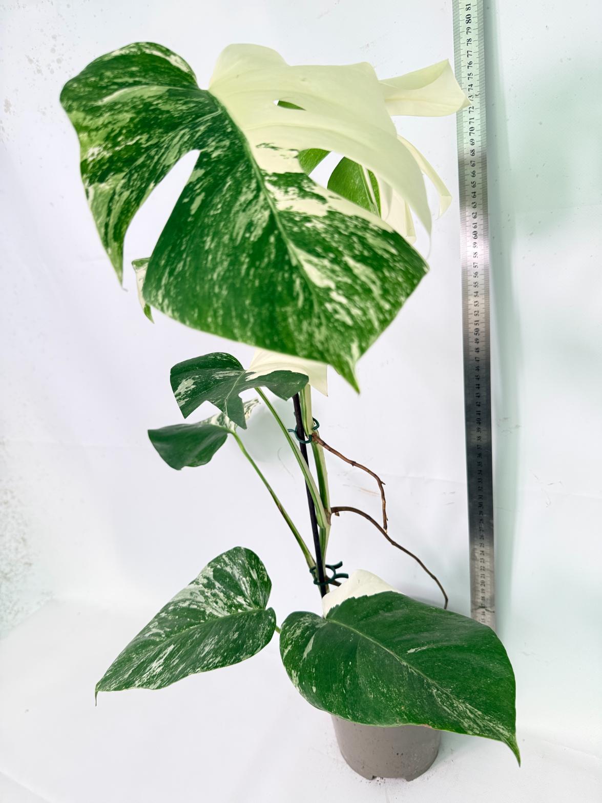 Monstera Albo Variegata XL 10