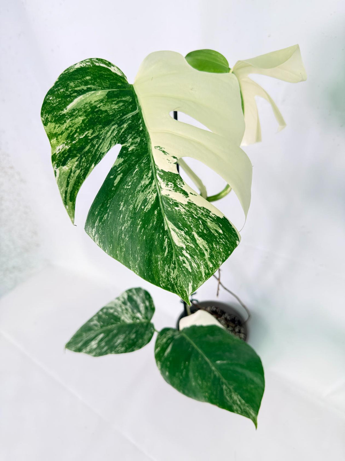 Monstera Albo Variegata XL 02