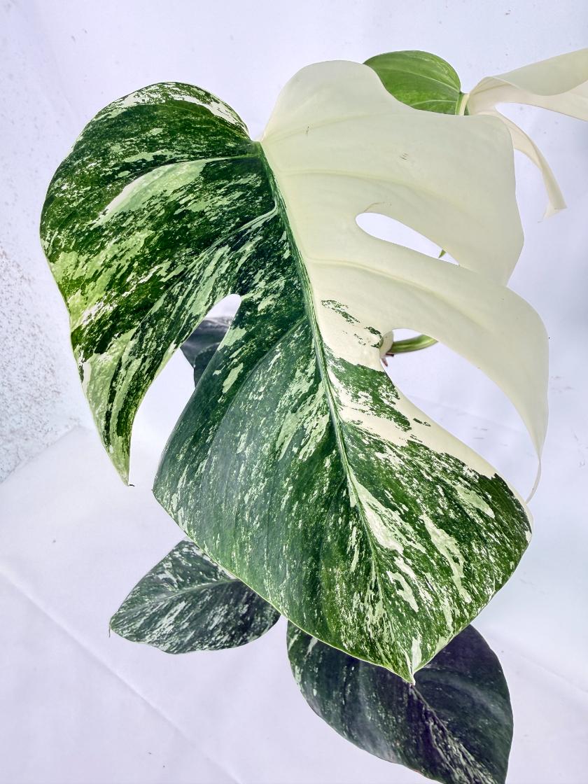 Monstera Albo Variegata XL 03