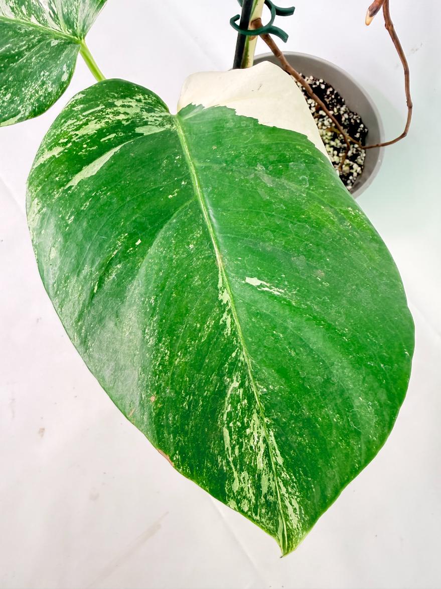 Monstera Albo Variegata XL 04