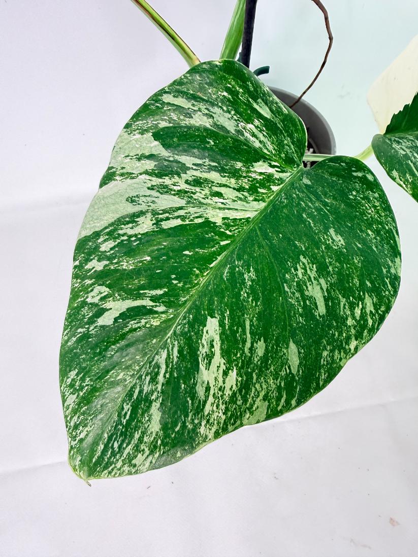 Monstera Albo Variegata XL 05