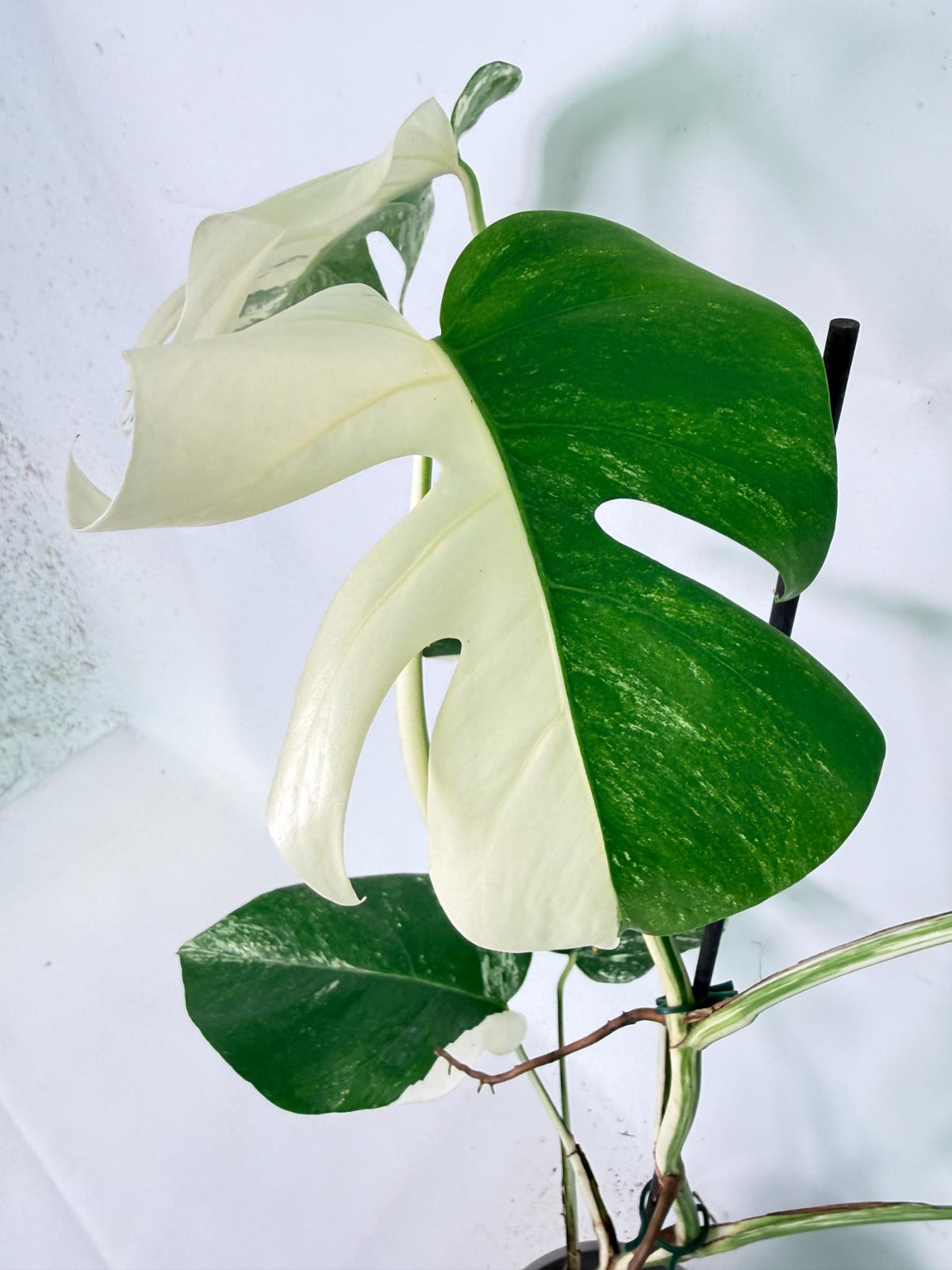 Monstera Albo Variegata XL 06