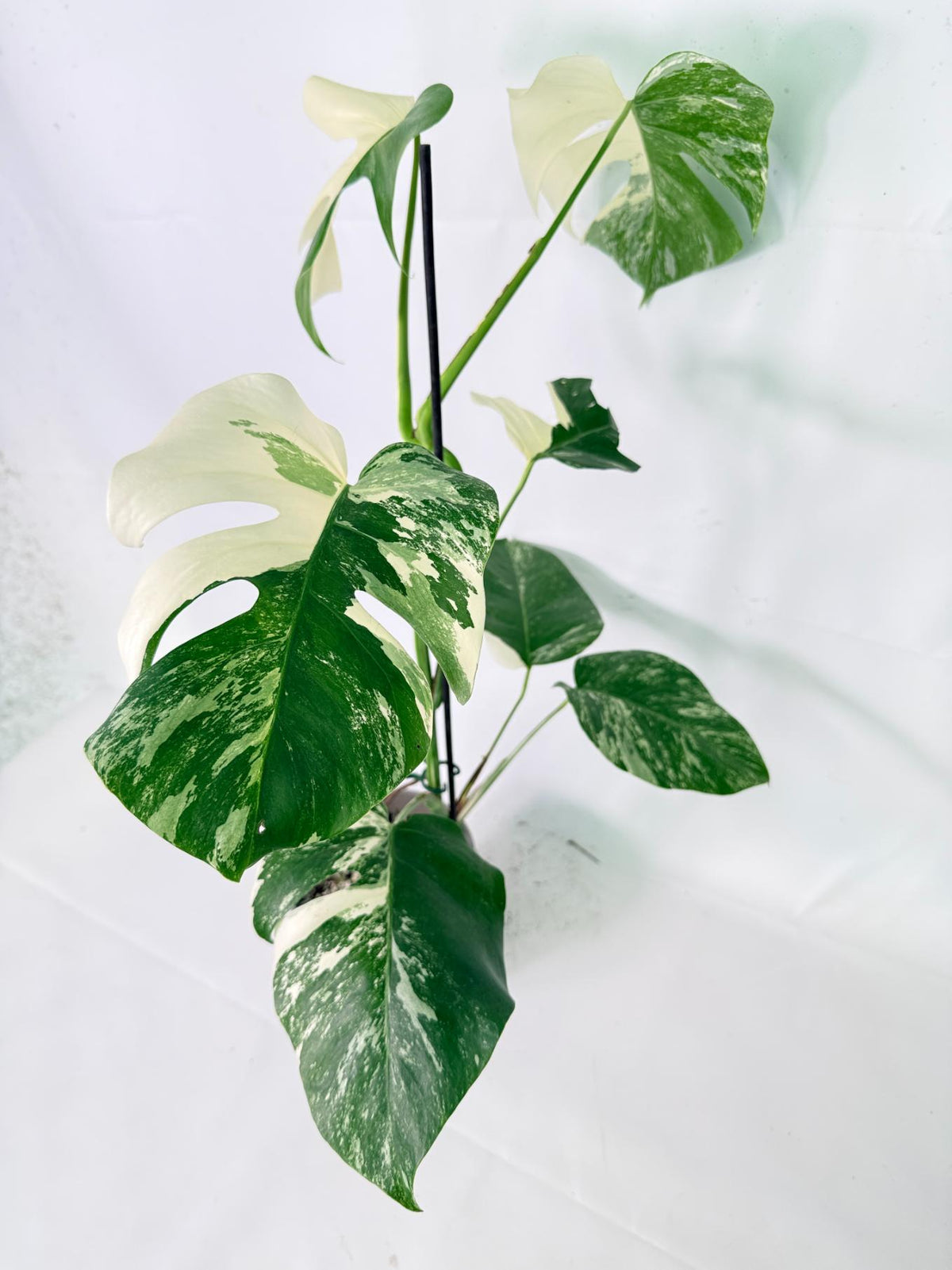 Monstera Albo Variegata XL 07