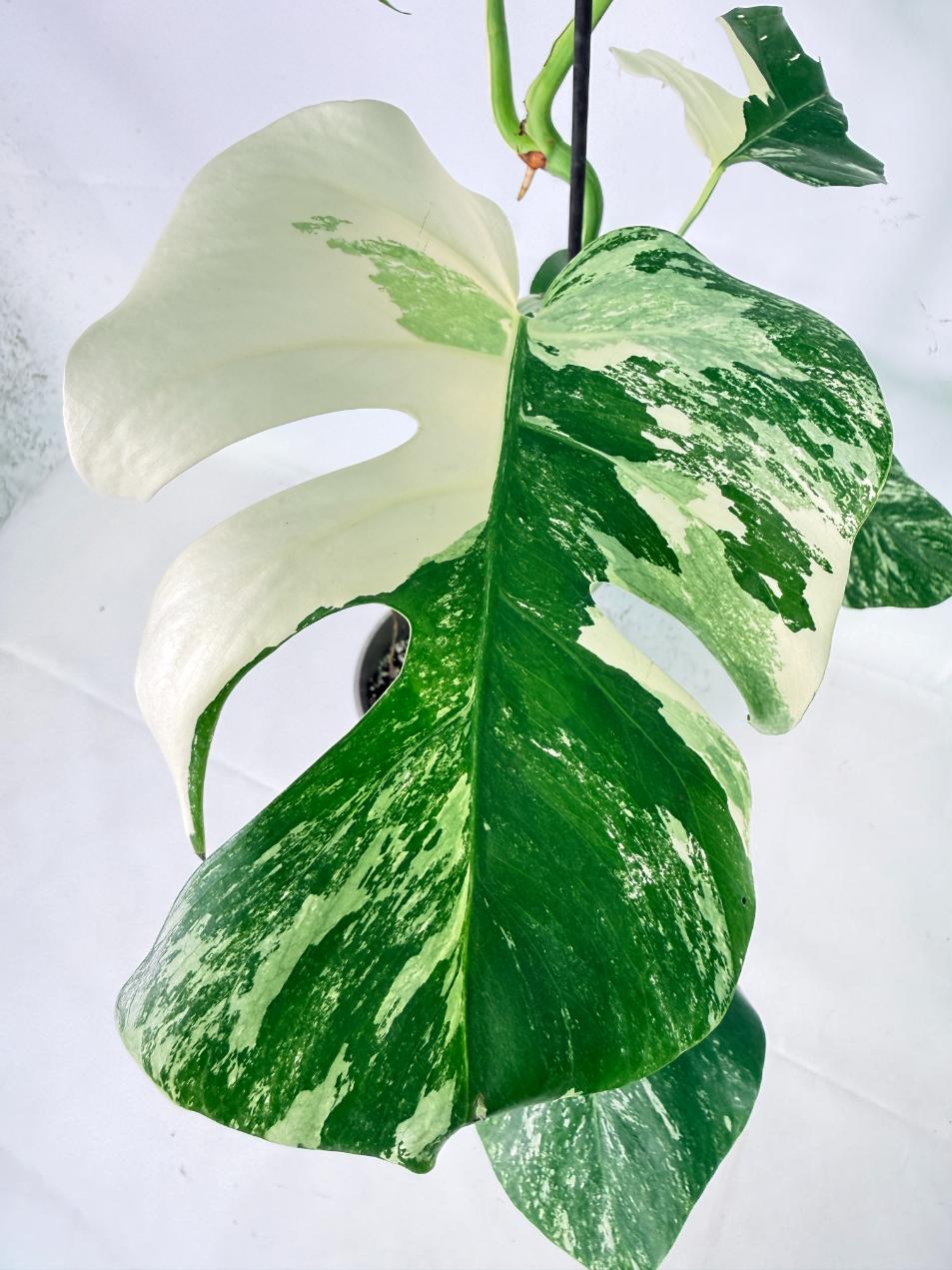 Monstera Albo Variegata XL 08