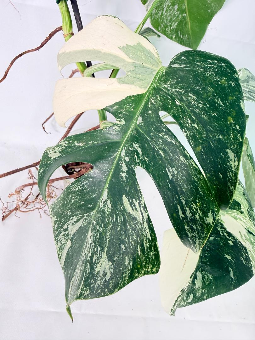 Monstera Albo Variegata XL 08