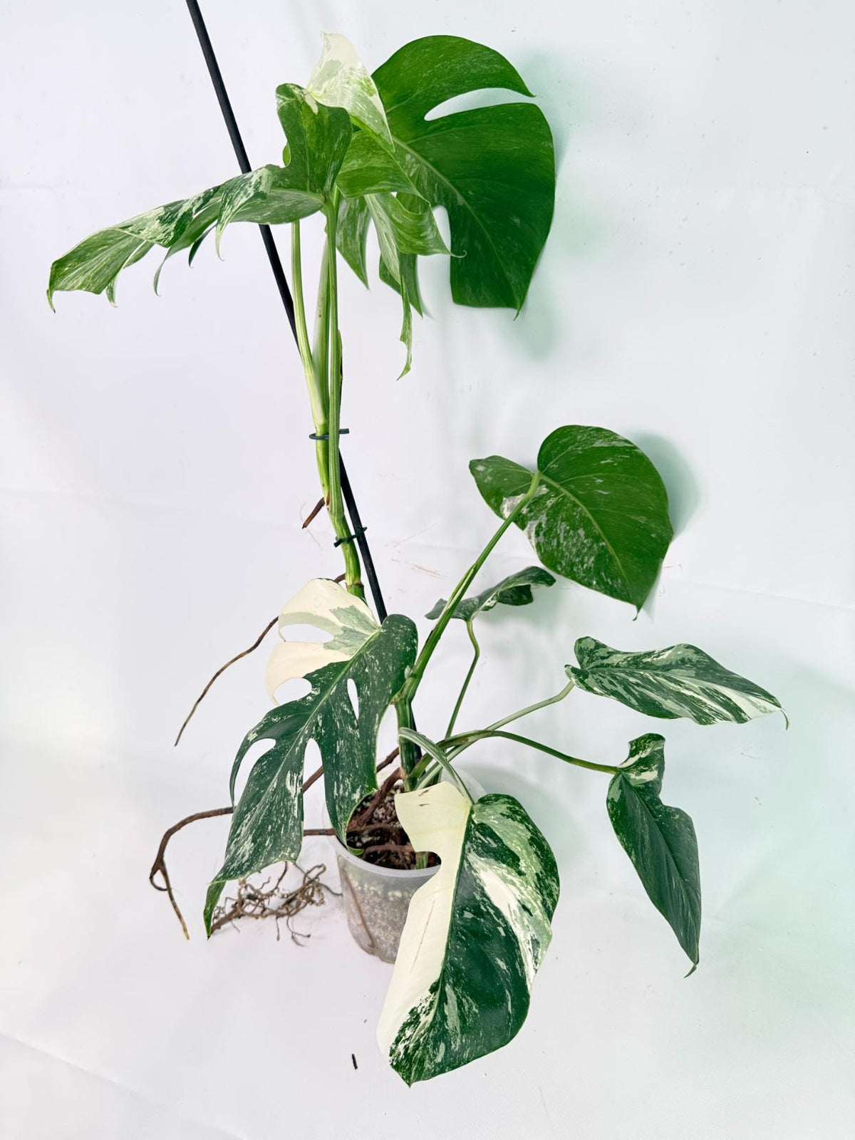 Monstera Albo Variegata XL 09
