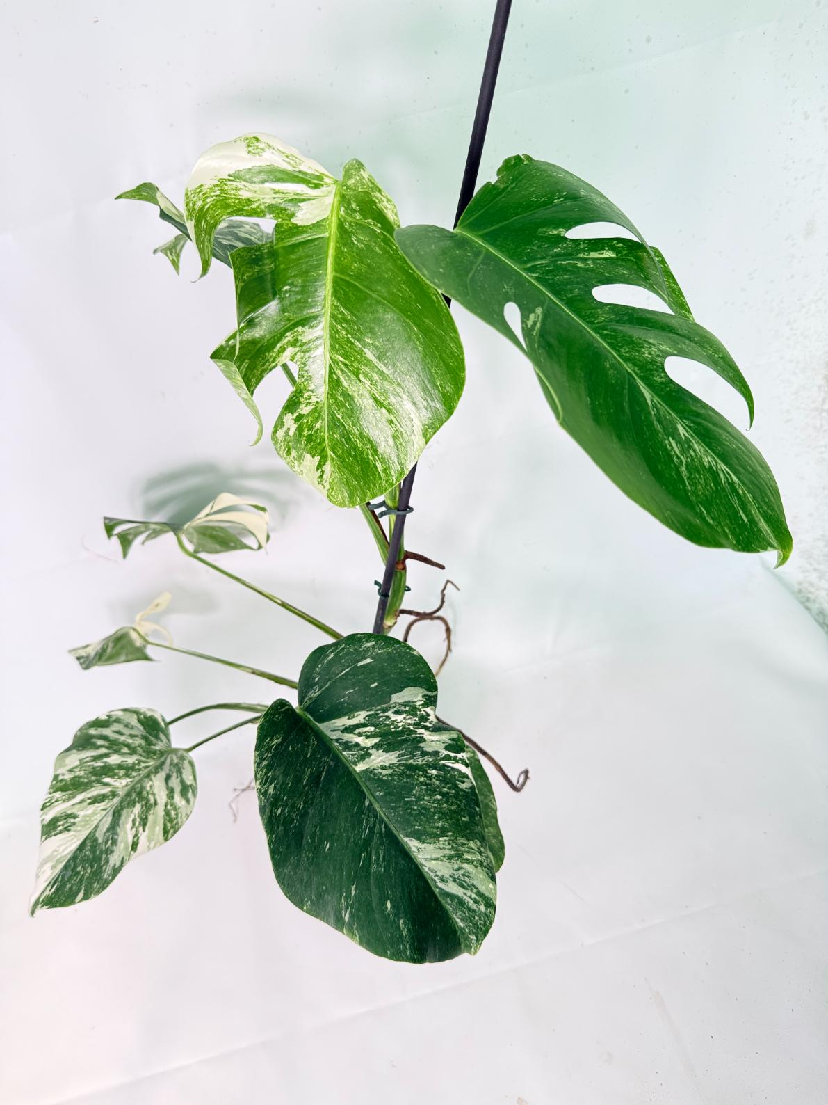 Monstera Albo Variegata XL 11