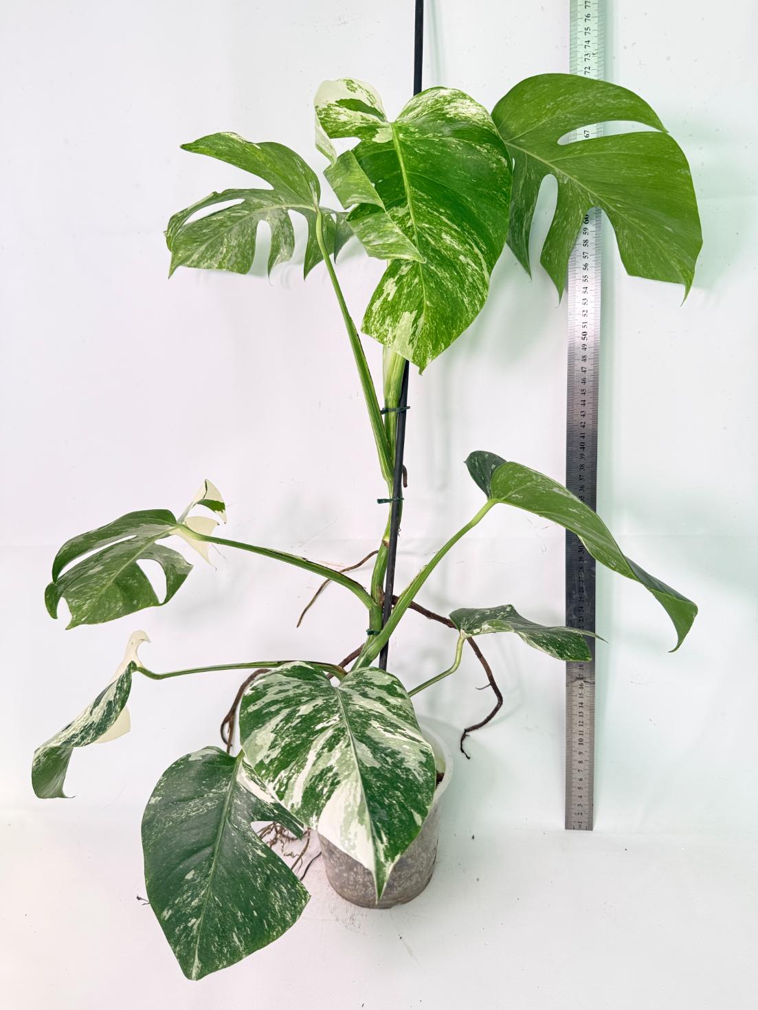 Monstera Albo Variegata XL 12
