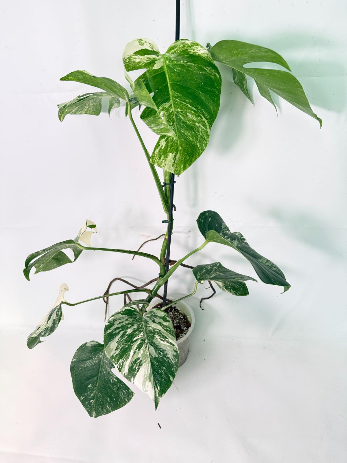 Monstera Albo Variegata XL 01