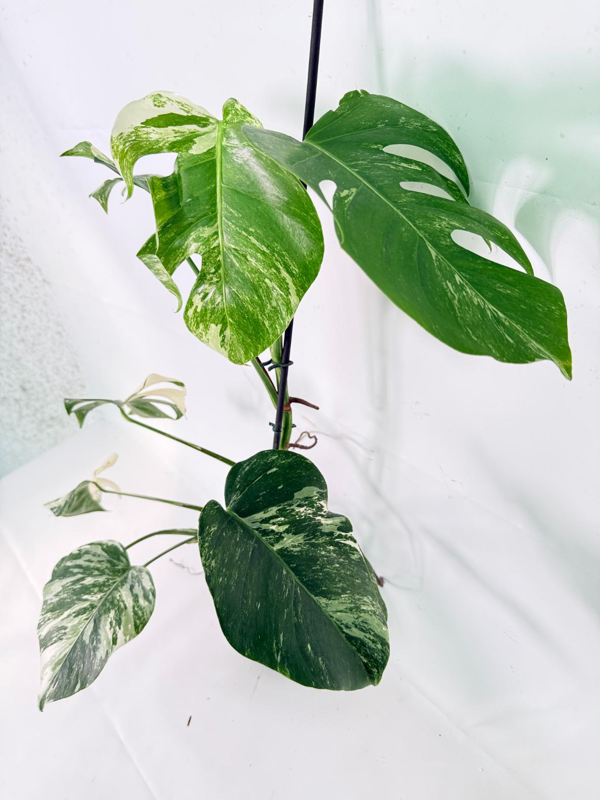 Monstera Albo Variegata XL 02