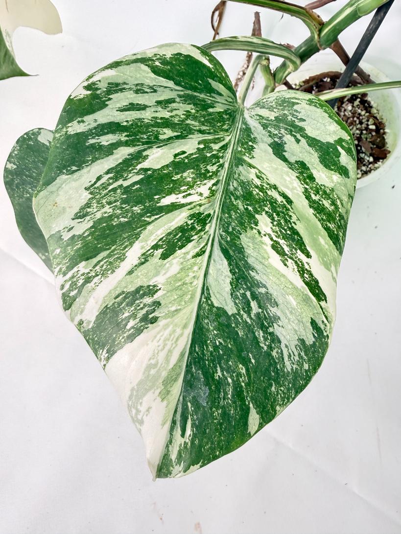 Monstera Albo Variegata XL 03