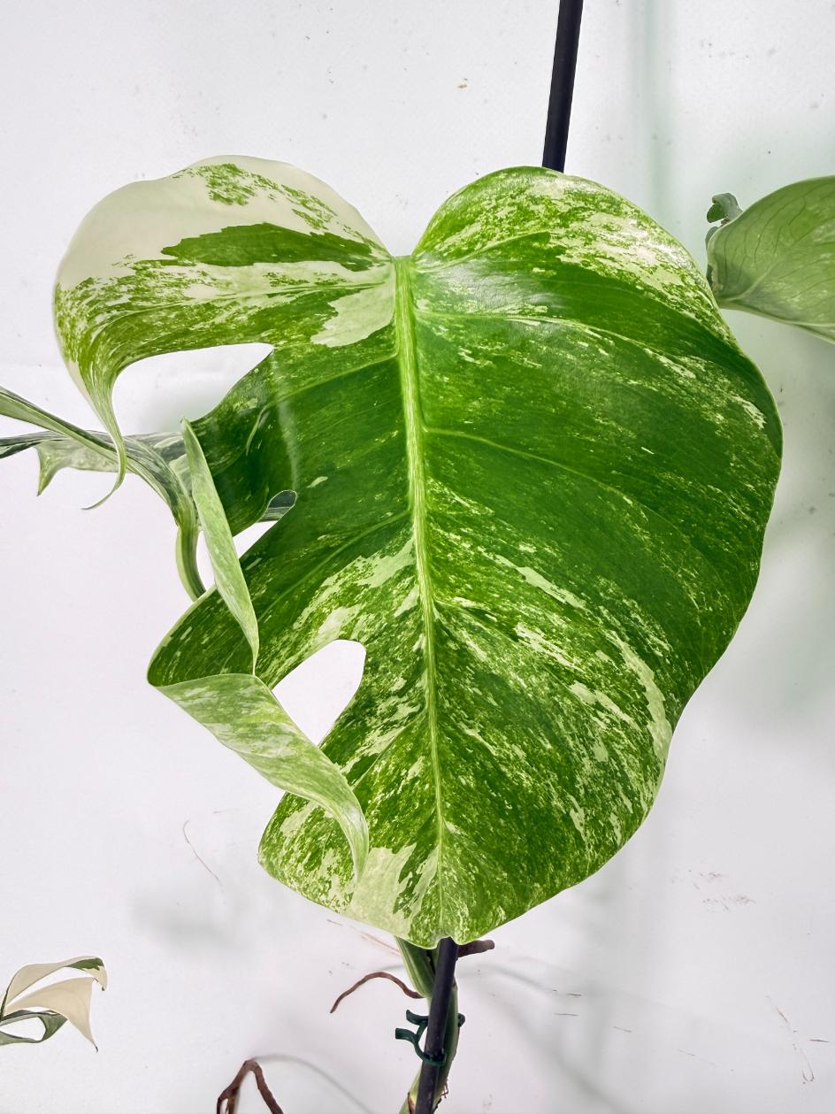 Monstera Albo Variegata XL 04