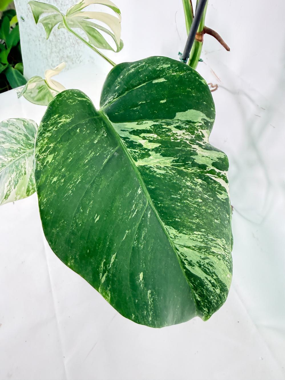 Monstera Albo Variegata XL 05