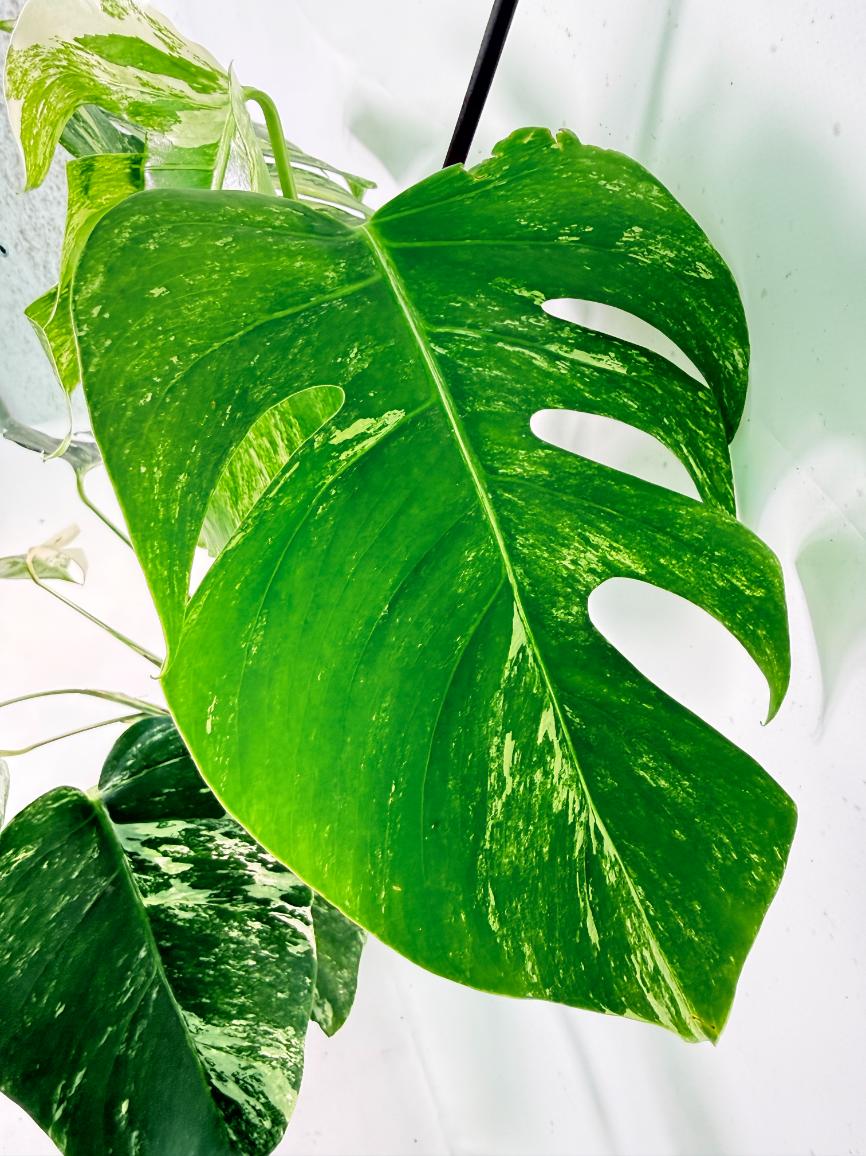 Monstera Albo Variegata XL 06