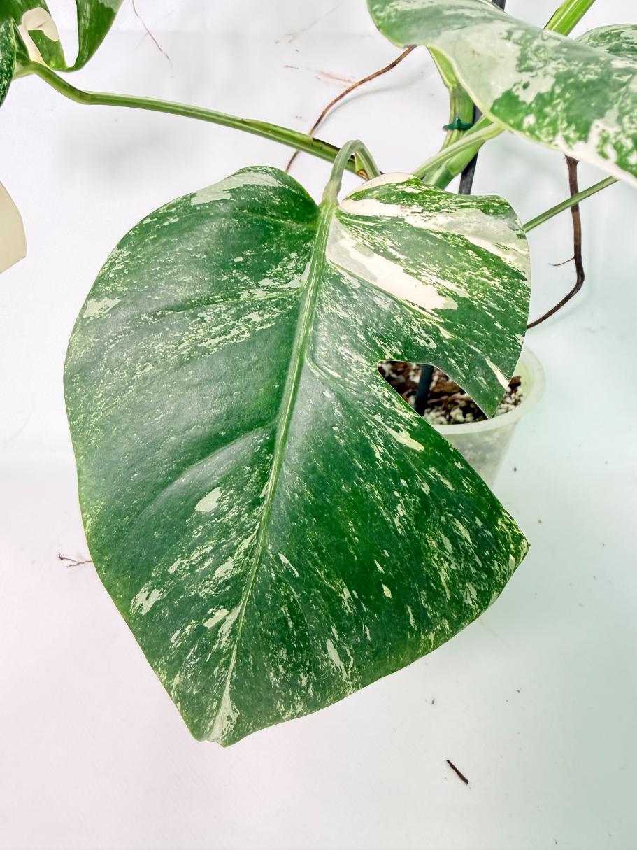 Monstera Albo Variegata XL 07